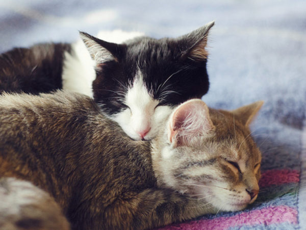 bringing a cat home, cat, cats,