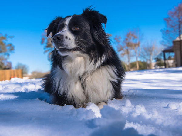 cold weather, pets, cold, cold weather warning
