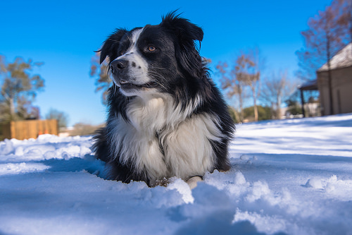 cold weather, pets, cold, cold weather warning