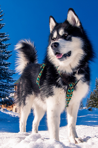 dog outside in winter, husky, ideal doghouse