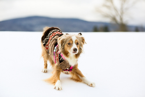 cold weather, dog in coat, dog in jacket, ontario SPCA, dog