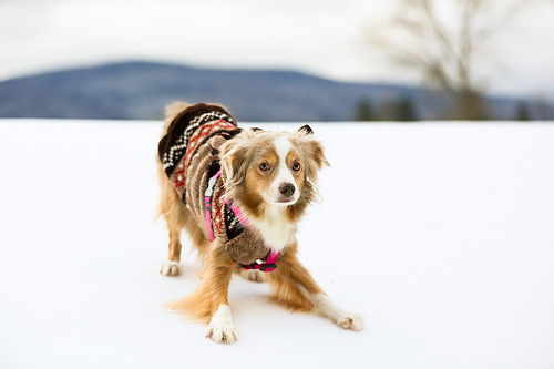 Dog in hot sale winter coat