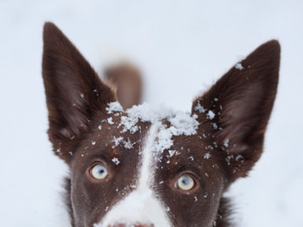 dog walk in the winter, dog tips, safety tips, pet safety
