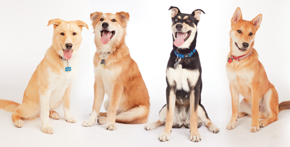 february calendar star, calendar stars, dogs, dog, rescue dogs, provincial animal transfer program