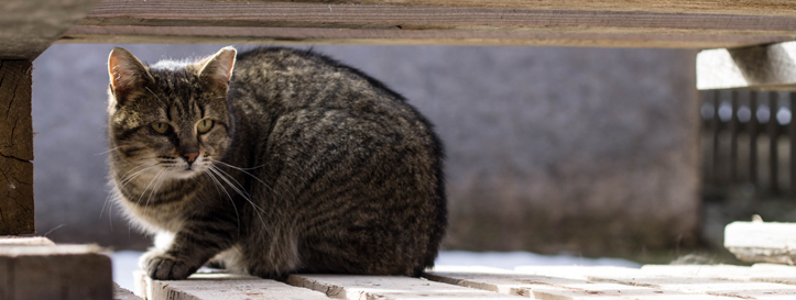 feral cats, feral cat, ontario spca, feral cat caretaker