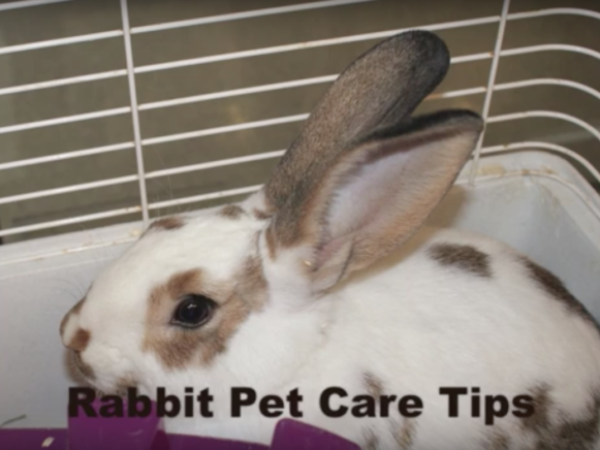 youtube, video, rabbit care tips, pet care tips, pet care, bunnies, bunny, bunny care