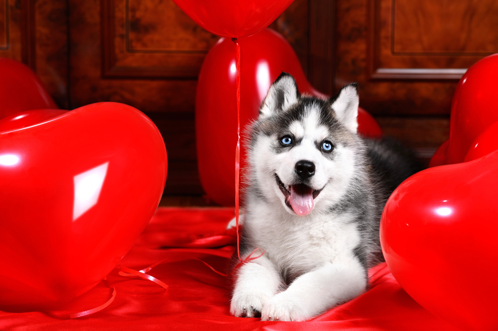 valentine's day, valentine, ontario SPCA, doggie date