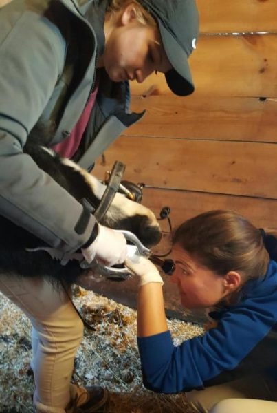 horse dental health, dental care, pet dental care, pets