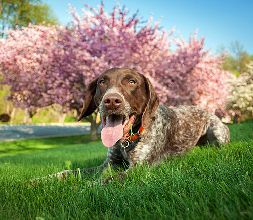 Spring has sprung! Pet tips you need to know - Ontario SPCA and Humane  Society