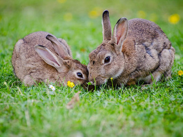 bunnies, bunny, ospca, ontario SPCA