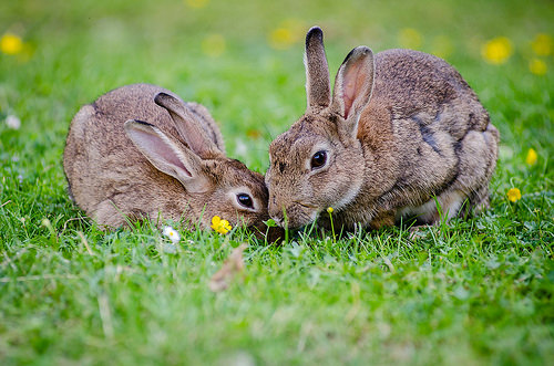 Four reasons why rabbits make great companions - Ontario SPCA and Humane  Society