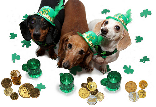 st. patrick's day pet safety tips, ontario SPCA, pet tips
