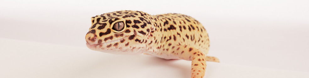 Ontario SPCA, second chances calendar star, astrid, leopard gecko