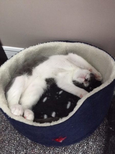 Tiny kitten “Squirt” survives abuse and finds second chance and loving