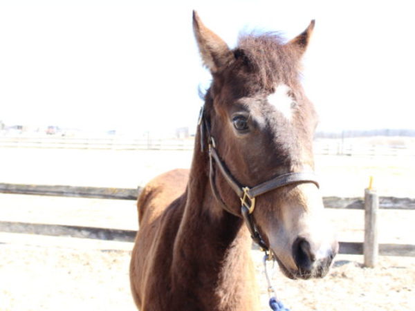 Quin, horses, horse, ontario spca, adopt, adoption