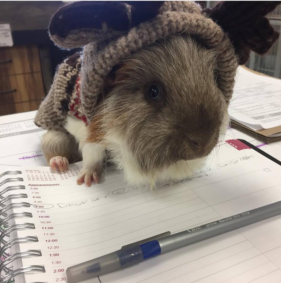 Ontario SPCA, skittles, blind guinea pig