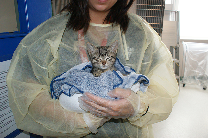 Ontario SPCA, valentina, rescue cat, rescue cats