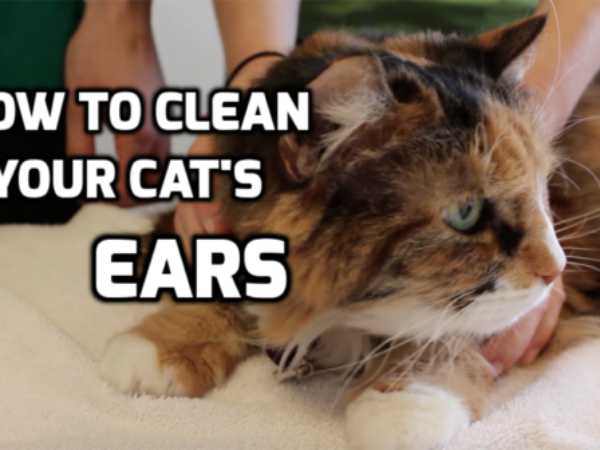 ontario spca, cat's ears, how to, DIY