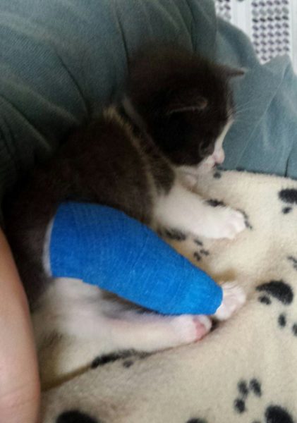 Tiny Kitten Squirt Survives Abuse And Finds Second Chanc