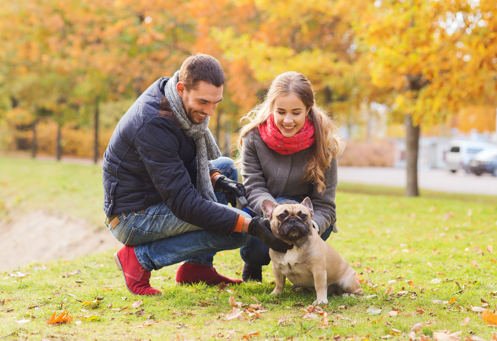 amber kingsley, ontario spca, pet tips, pet safety tips, travel tips, travel safety