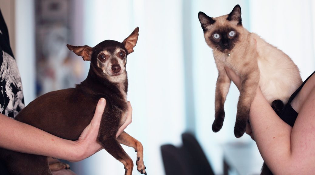 cat and dog breeds that get along