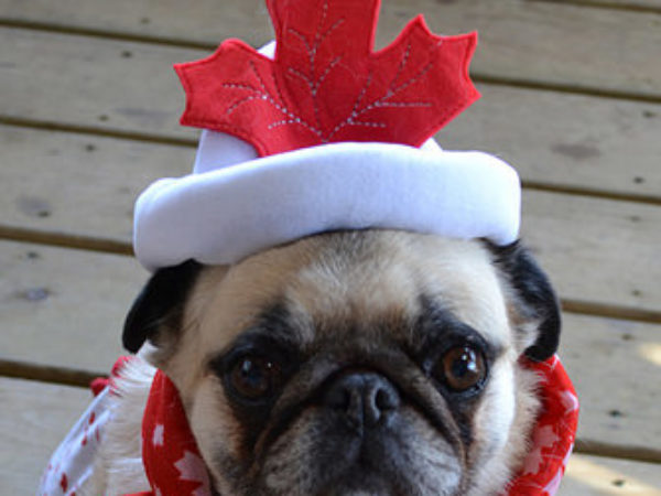 canada day, canada day weekend, pet safety tips
