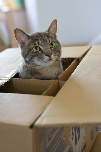 moving with your pet, ASPCA, ontario spca, packing, pets