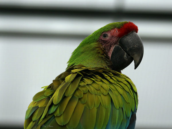 amazon parrot, parrots, parrot care