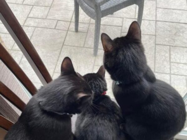cats in home