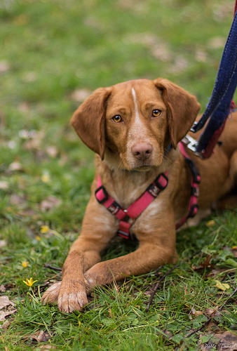 dog walk, friends for life walk, ontario spca