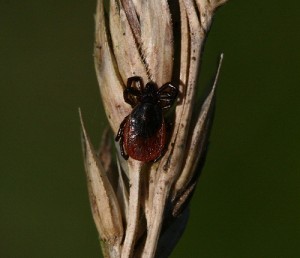 tick season, tick, ontario spca