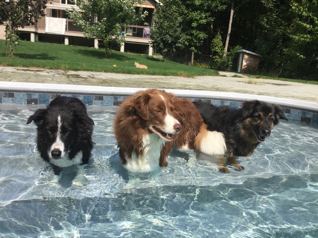 Lynda, Orillia SPCA, friends for life walk