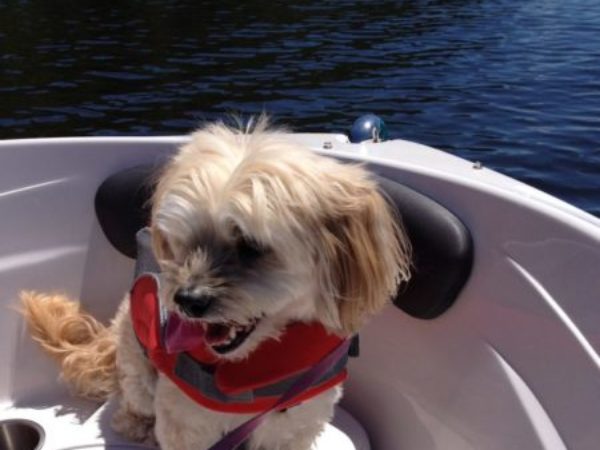 dog on a boat, lynn harris