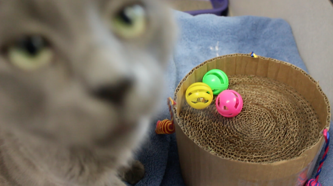 Homemade cat hotsell toys for shelters