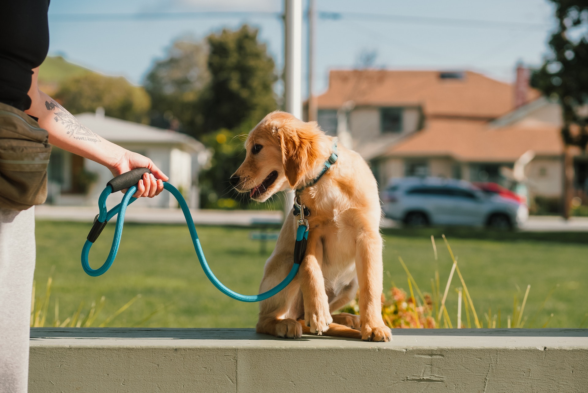 Summer Dog Walking Guide