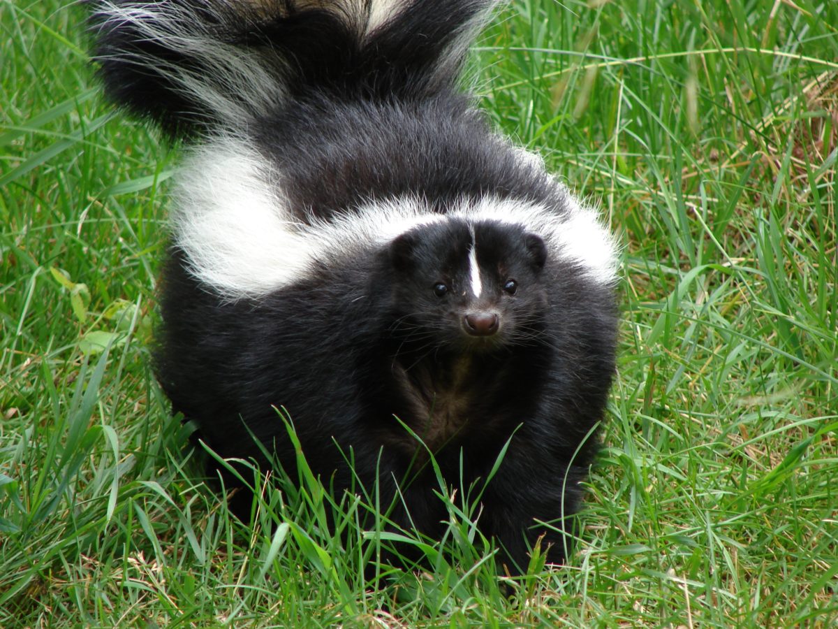 Living with wildlife: Skunks - Ontario SPCA and Humane Society