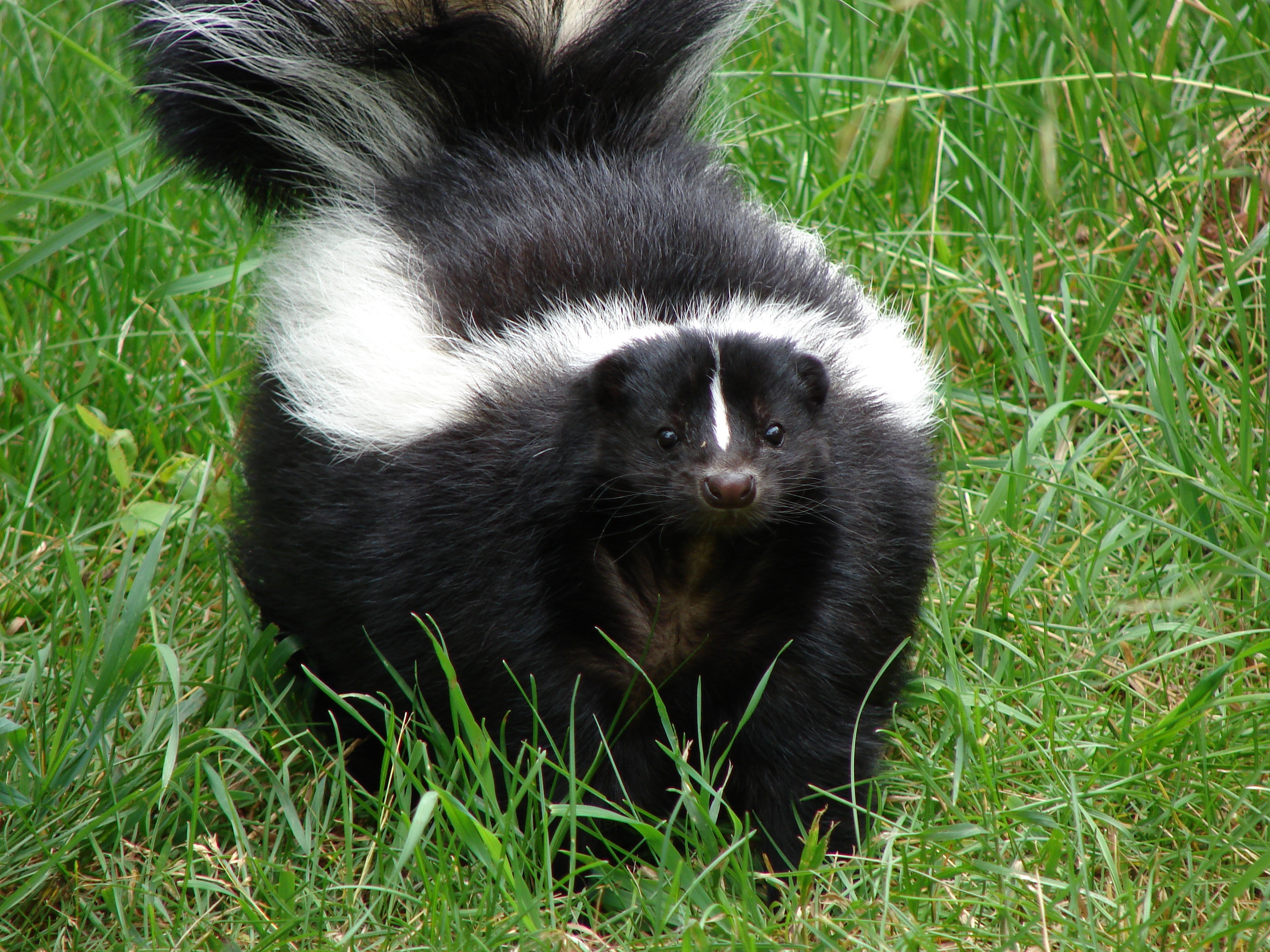 can skunk spray blind a dog