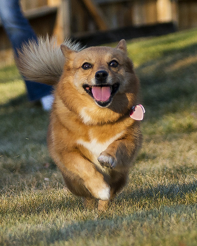 exercise, exercising, ontario spca, pets,