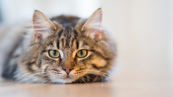 Adopting A Shelter Cat What You Need To Know Ontario Spca And Humane Society