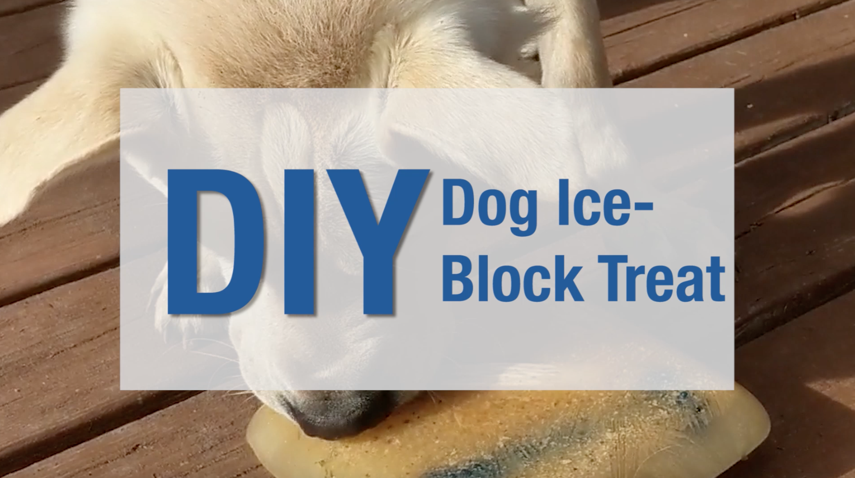 DIY Cool Dog Treats Delicious ice block Ontario SPCA and Humane Society