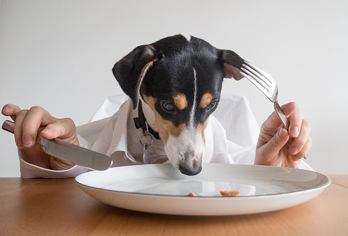 fall diet, pet health, pumpkin