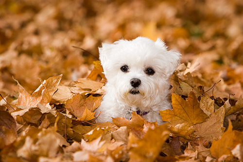 It’s already the first day of Fall? 6 pet safety tips for your family ...