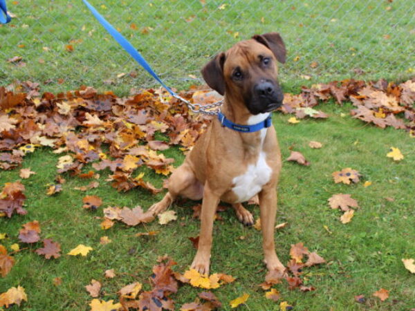 dog outside