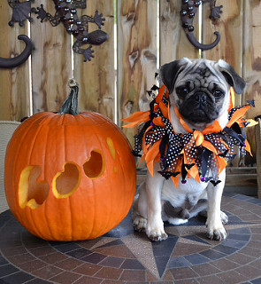 Dog and pumpkin