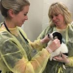 northern animal summit, sudbury, puppies