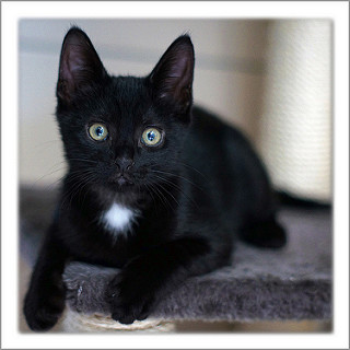 Why a black cat could be the best fit for your family! - Ontario SPCA