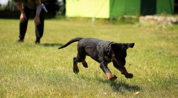 Spca puppy hot sale training