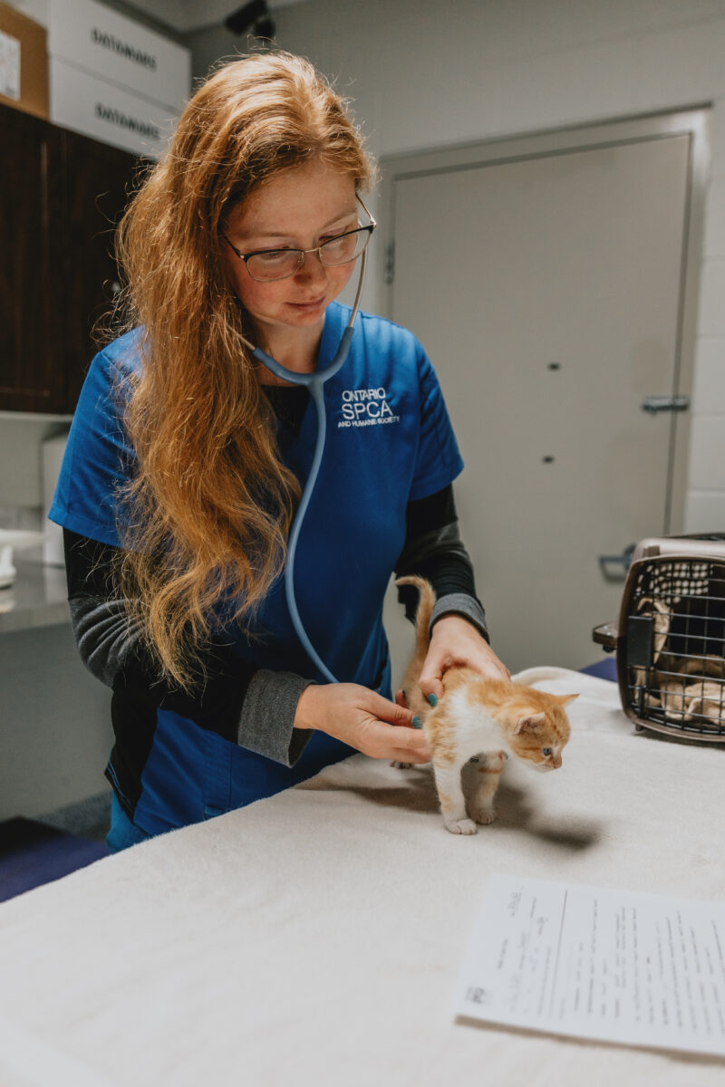Commonly asked questions about RVT’s Ontario SPCA and Humane Society