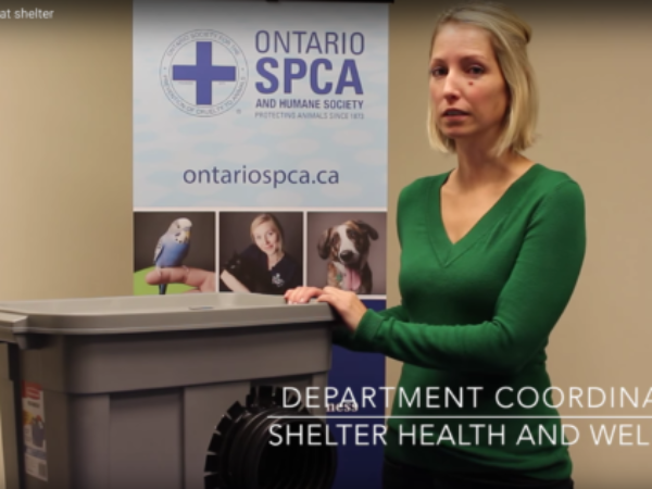 ontario spca, feral cats, feral cat shelter