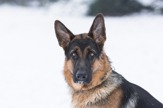 cold weather safety, cold weather, pet tips